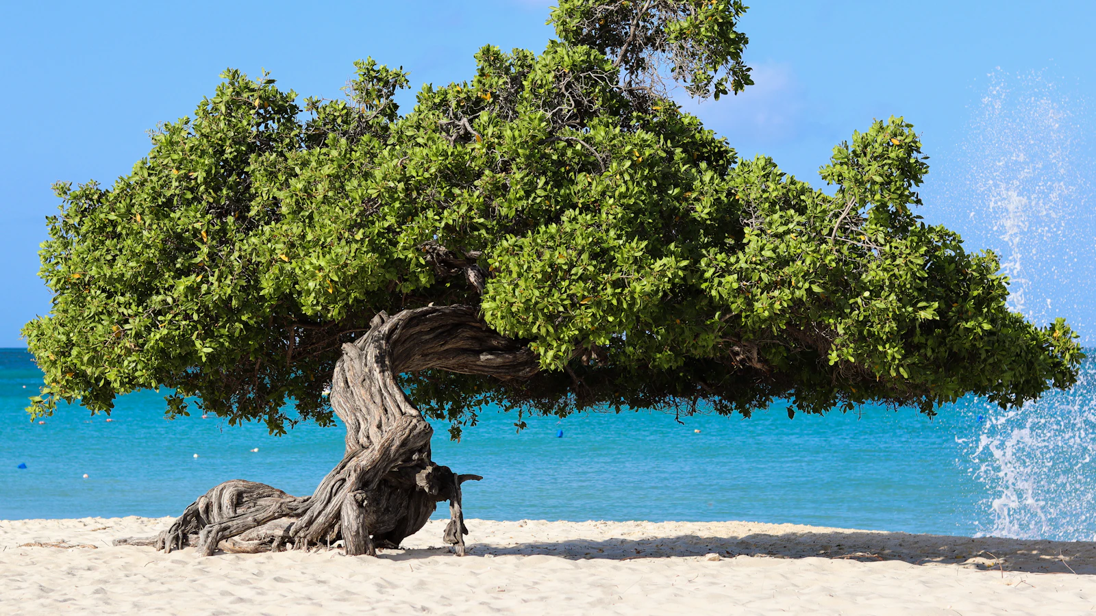 Aruba
